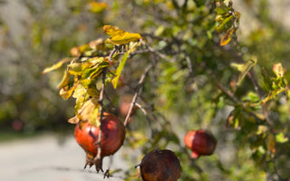 UN ALTRO CAPPUCCINO PER FAVORE
