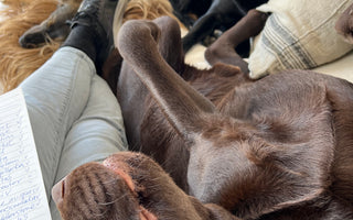 REHAB & HALTA TANTENS HUNDDAGIS